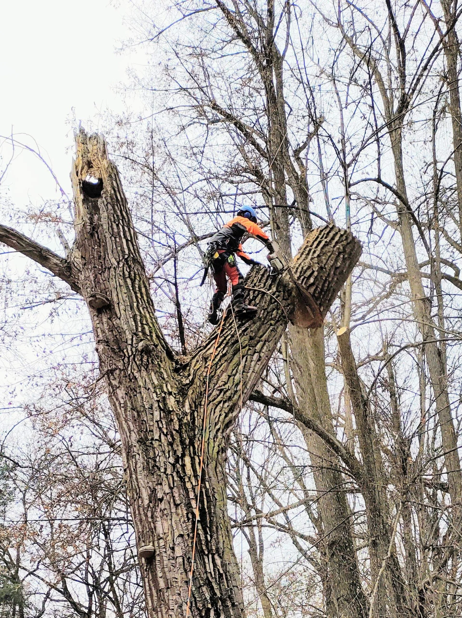Arborista pri rezaní konára v korune stromu