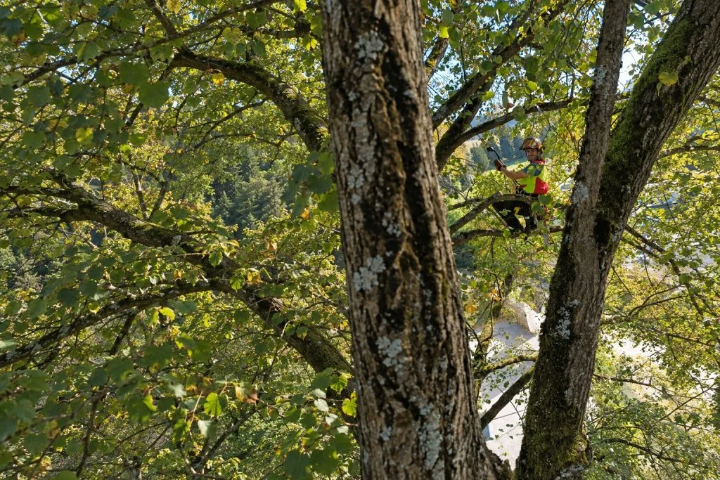 Arborista pri práci v korune stromu s rozšíreným pohľadom na okolitý porast